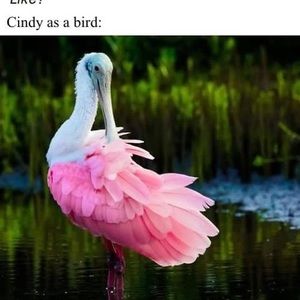 Meet your Posher, Cindy